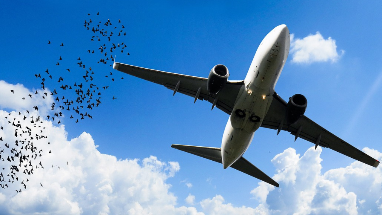 Bird Strike - stormo di uccelli vicino ad aereo in volo - sicurezza del volo - Ing. Corrado De Leo